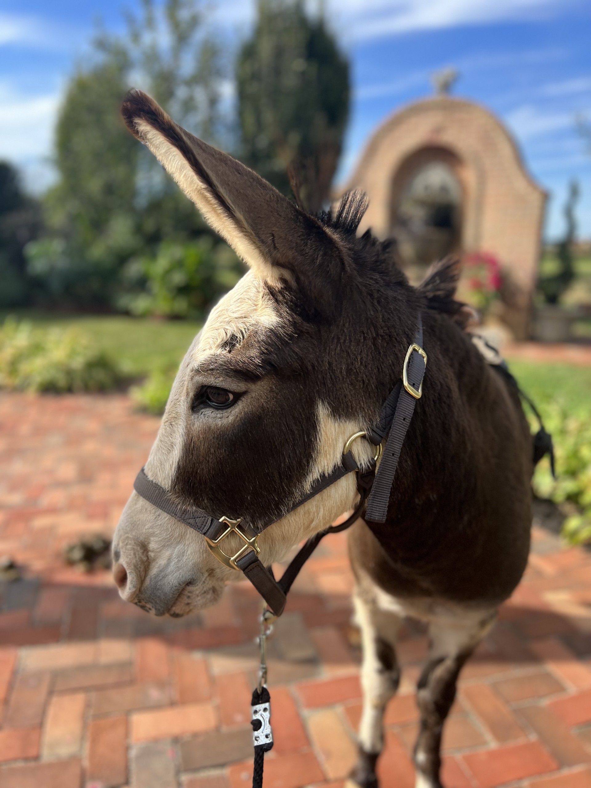 Shot Donkey Don Julio At White Chimneys Estate Gap PA 4